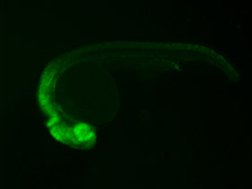 ED128 GFP 24h