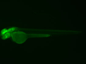 ED128 GFP 48h