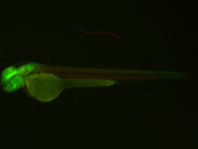ED128 GFP/RFP 48h