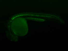 ED129 GFP 24h
