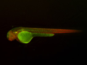 ED129 GFP/RFP 48h