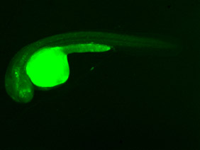 ED130 GFP 24h