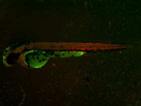 ED130 GFP/RFP 48h