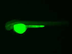 ED131 GFP 48h