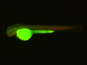 ED131 GFP/RFP 48h