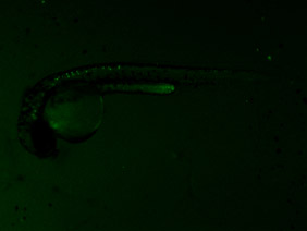ED132 GFP 24h