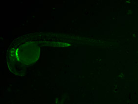 ED133 GFP 24h