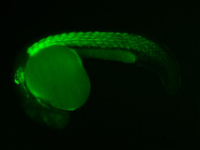 ED134 GFP 24h