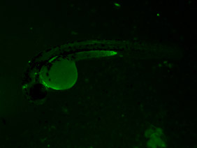 ED135 GFP 24h