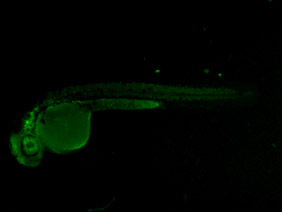 ED136 GFP 24h