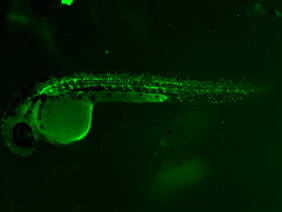 ED138 GFP 24h