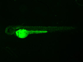ED138 GFP 48h