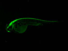 ED139 GFP 48h