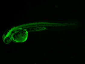 ED140 GFP 48h