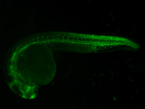 ED141 GFP 24h