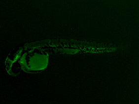 ED141B GFP 24h