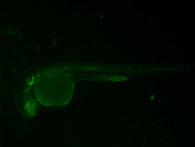 ED142 GFP 24h