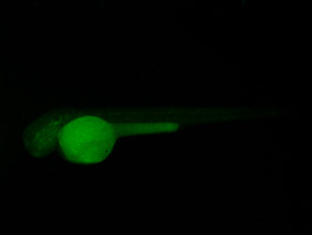 ED142 GFP 48h