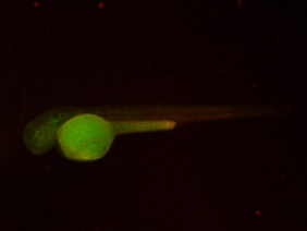 ED142 GFP/RFP 48h