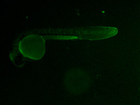 ED143 GFP 24h