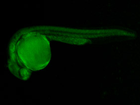 ED146 GFP 24h