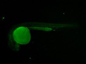 ED147 GFP 24h