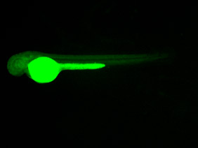 ED147 GFP 48h