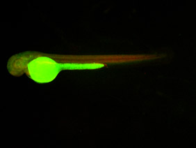 ED147 GFP/RFP 48h