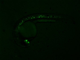 ED148 GFP 24h