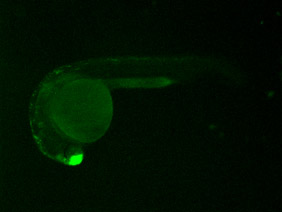 ED149 GFP 24h