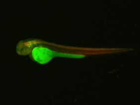 ED150 GFP/RFP 48h