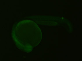 ED151 GFP 24h