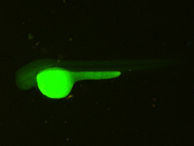 ED151 GFP/RFP 48h