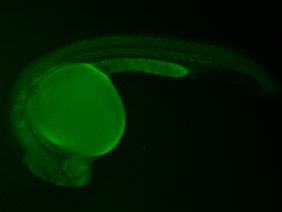 ED152 GFP 24h