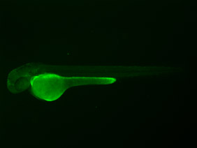 ED152 GFP 48h