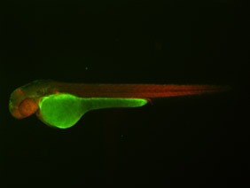 ED152 GFP/RFP 48h