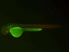ED153 GFP/RFP 48h