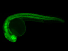 ED154 GFP 24h