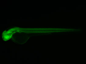 ED154 GFP 48h