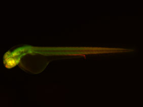 ED154 GFP/RFP 48h