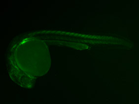 ED155 GFP 24h