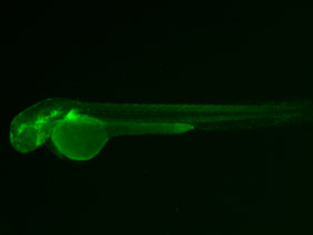 ED155 GFP 48h