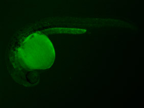 ED156 GFP 24h