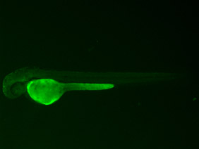 ED156 GFP 48h