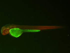 ED156 GFP/RFP 48h