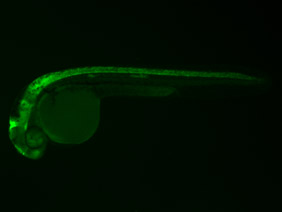 ED157 GFP 24h