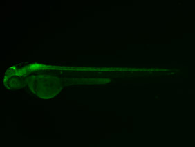 ED157 GFP 48h
