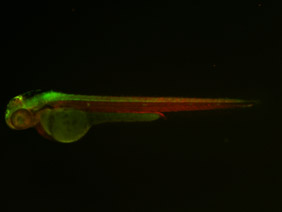 ED157 GFP/RFP 48h