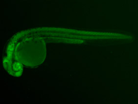 ED158 GFP 24h