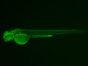 ED158 GFP 48h